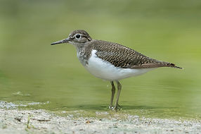 Common_Sandpiper.jpg