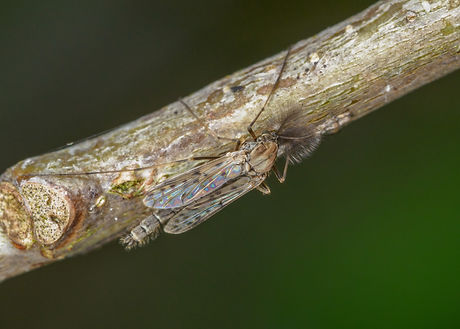 <p class="font_7" style="text-align: center"><em><strong>Tanypus punctipennis</strong></em> (male)</p>