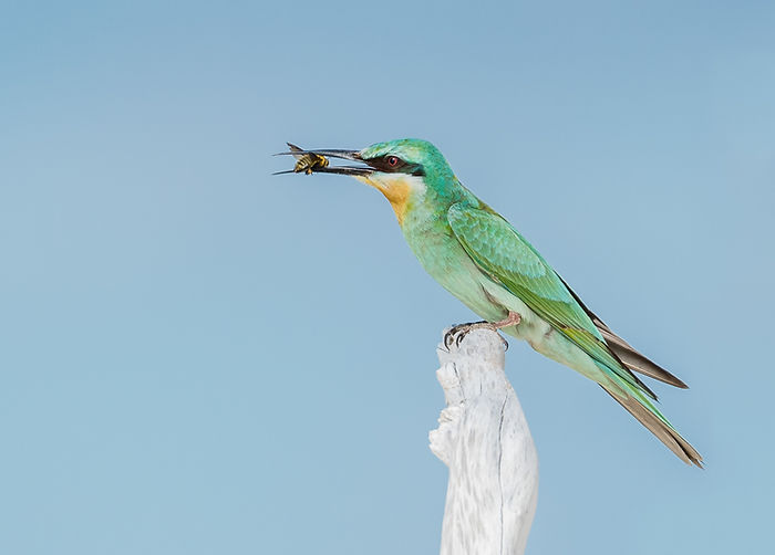 Blue-cheeked Bee-eater