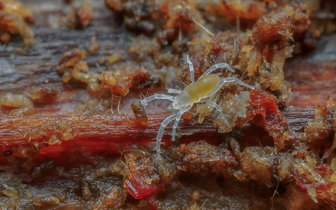 Rhagidiidae sp.