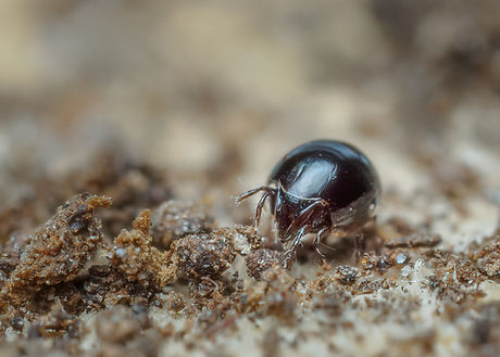 Euzetes globulus