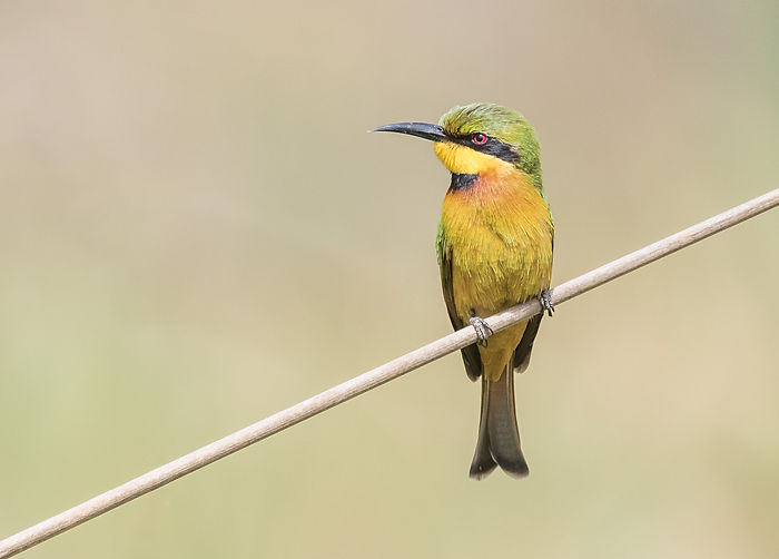 Little Bee-eater