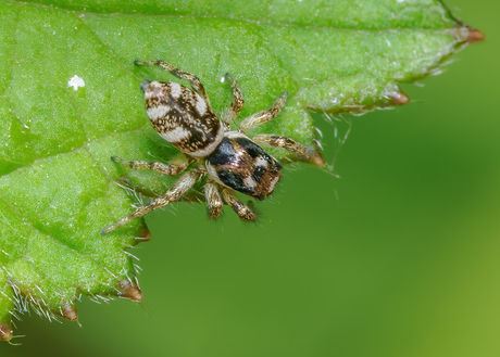Salticus scenicus