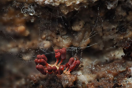 Arcyria cf.denudata (early growth)