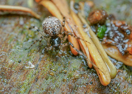 Cryptachaea blattea