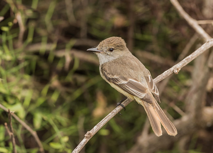Galapagos Flycatcher