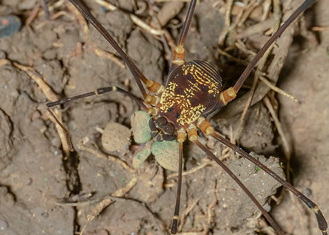 Cosmetid harvestman - Eupoecilaema magnum