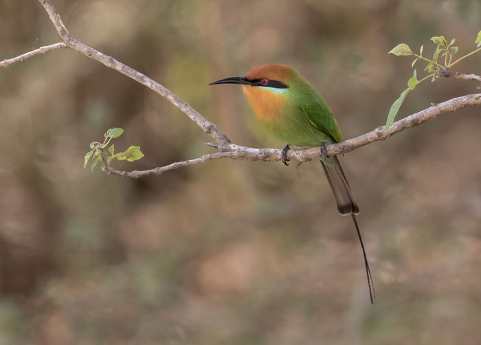Bohm's Bee-eater