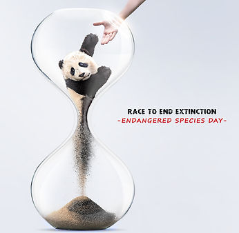 Panda Endandered Species Post for forymoron.jpg