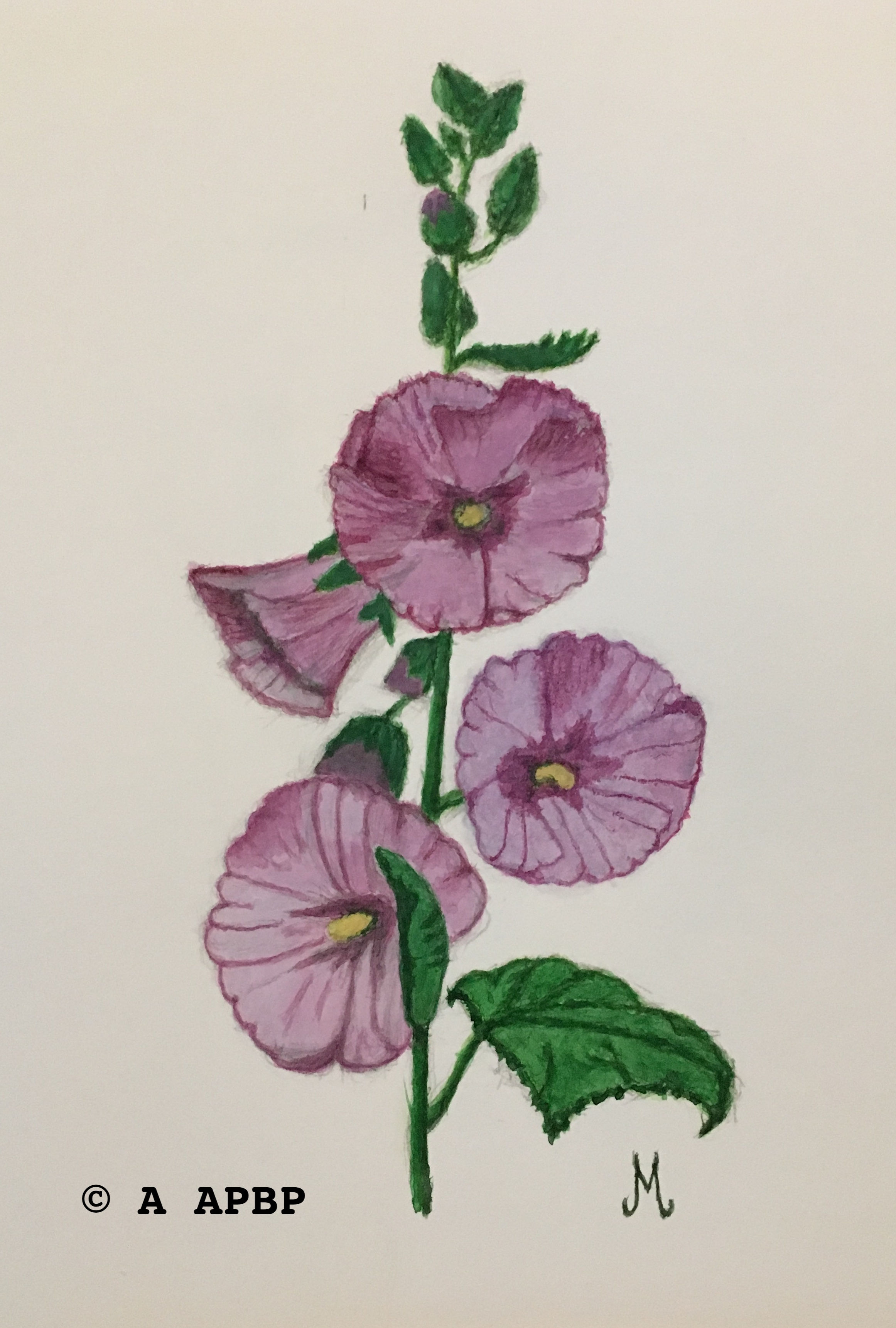 Une rose trémière