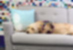 Dog sleeping peacefully on a couch with a colorful quilt in the background.