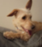 Dog with one ear sticking up and the other flopping down. Has a happy face with tongue sticking out.