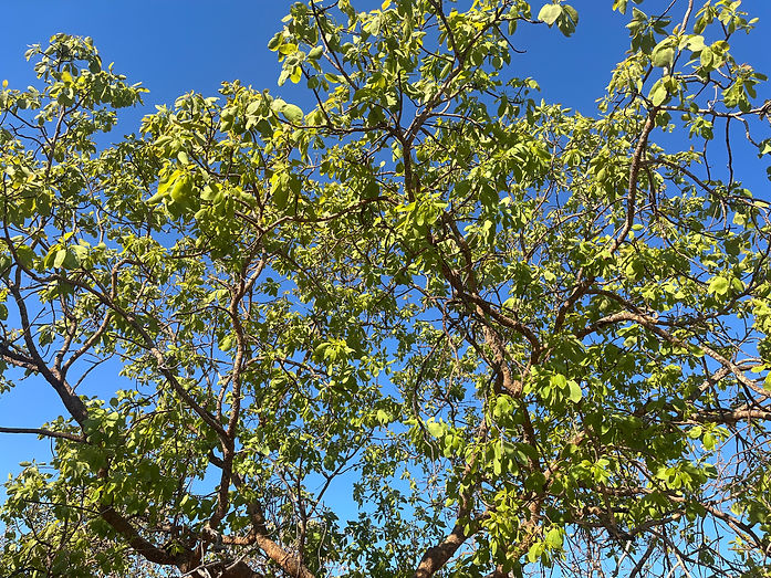 Gubinge Trees end of Dry Season starting to flower.jpg