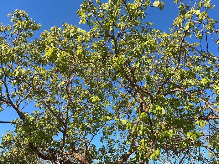 Gubinge Trees end of Dry Season starting to flower.jpg