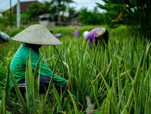 Introducing HWUK Wholesale: Premium Aloe Vera Solutions for Manufacturers, Practitioners & Distributors