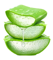 Premium Aloe Vera Sections