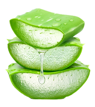 Premium Aloe Vera Sections