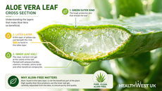 Cross section of Aloe Vera leaf