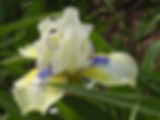 Early Iris