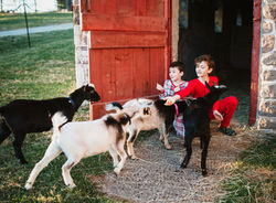 christmas goats