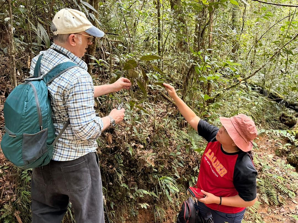 UMS Researchers Confirm Discovery of Mysterious Plant in Tawau as New Plant Species