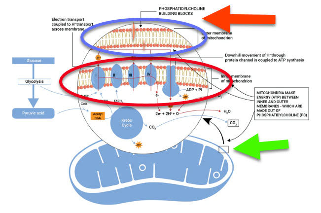 Mitochondria phosphatidylcholine in cell membranes