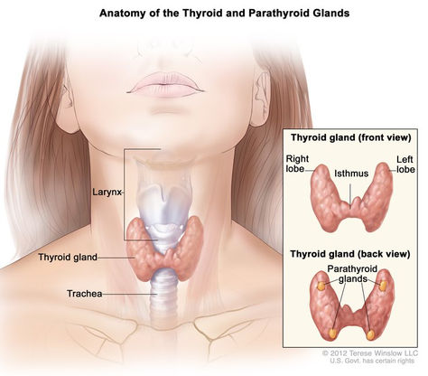 January - Thyroid Awareness Month
