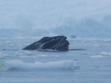 Notre voyage en Argentine : fin de l'étape en Antarctique