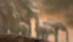 Reflections of Elephants