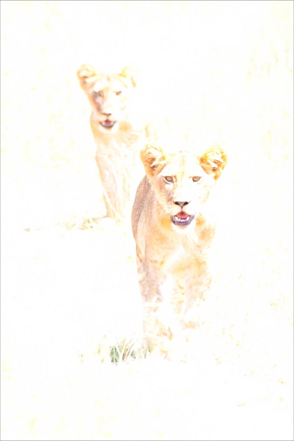 Lion Cubs, Kenya