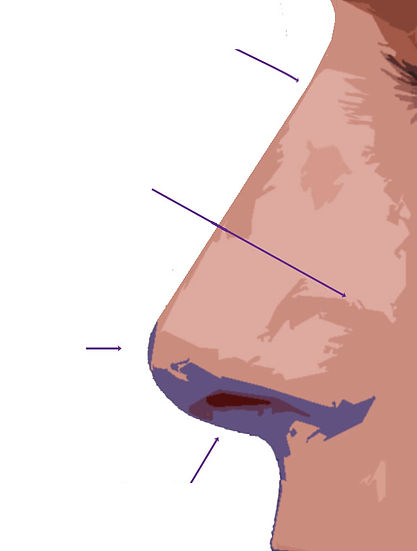 Nose+Antomy+-+Lateral+View.jpg