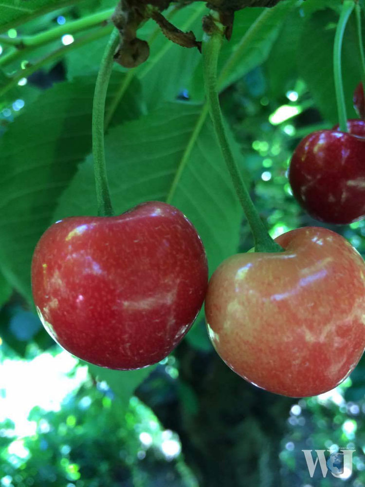 4 Really Incredible Benefits of Eating Cherries