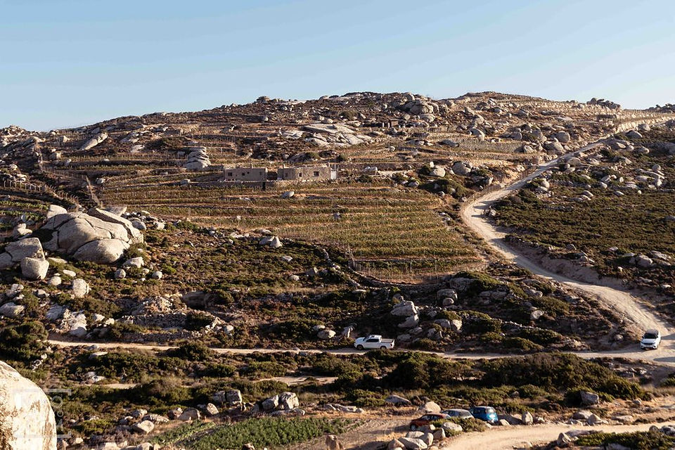 Volacus vineyards