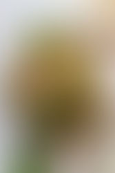Falafel photography layflat