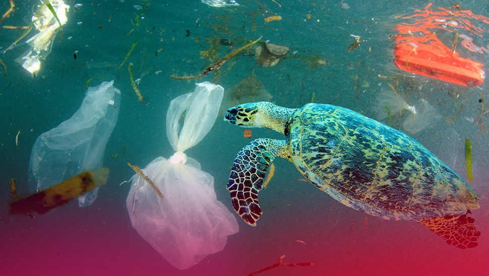 Plastik atığın etkileri
