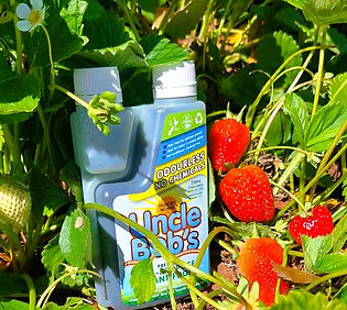 strawberries.jpg