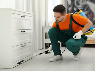 Why Perimeter Insect Control Should Be Part of Your Home Maintenance Plan