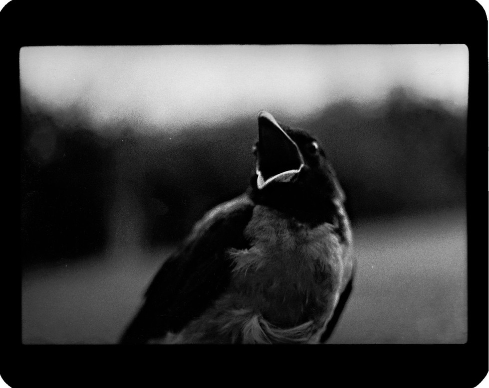 GiacomoBrunelli_TheAnimal_0032.jpg
