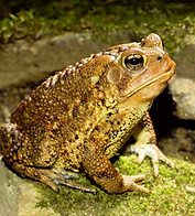 Bufo toad Modern Ancient Sanctuary retreat in Iquitos Peru