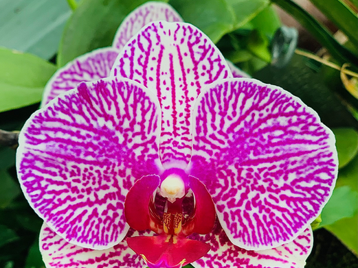 Customized Ayurveda Meal Plan - Kapha Dosha