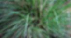 Miniaturbild: Vetiver Nr. 50