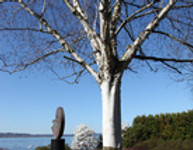 tree-birch.jpg