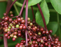tree-elder.jpg
