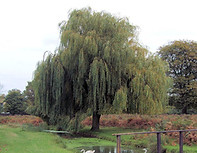 tree-willow.jpg