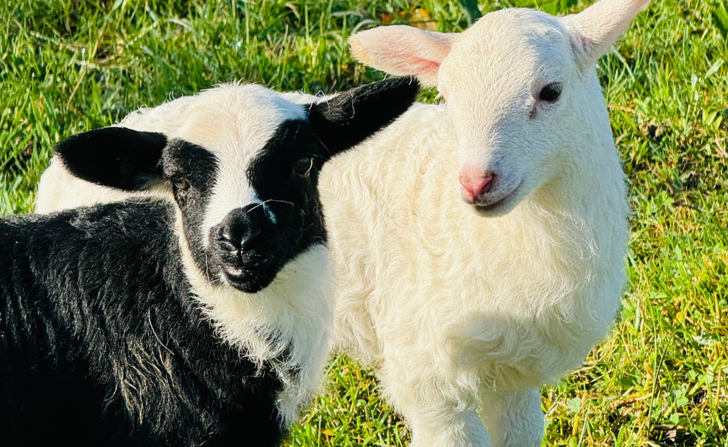 Williams Valley Farm photo
