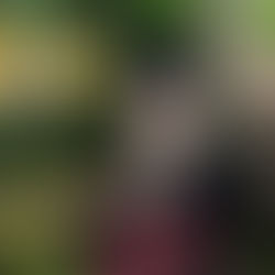 AKIRA MASOSU - CHBCast #1