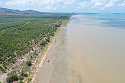 mangrove.jpg