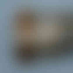 Ànecs, cignes, oques i cabussons