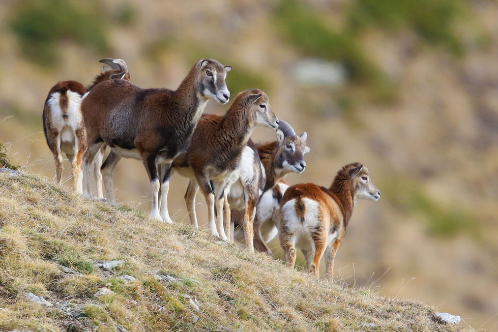 Mufló "Ovis gmelini musimon"