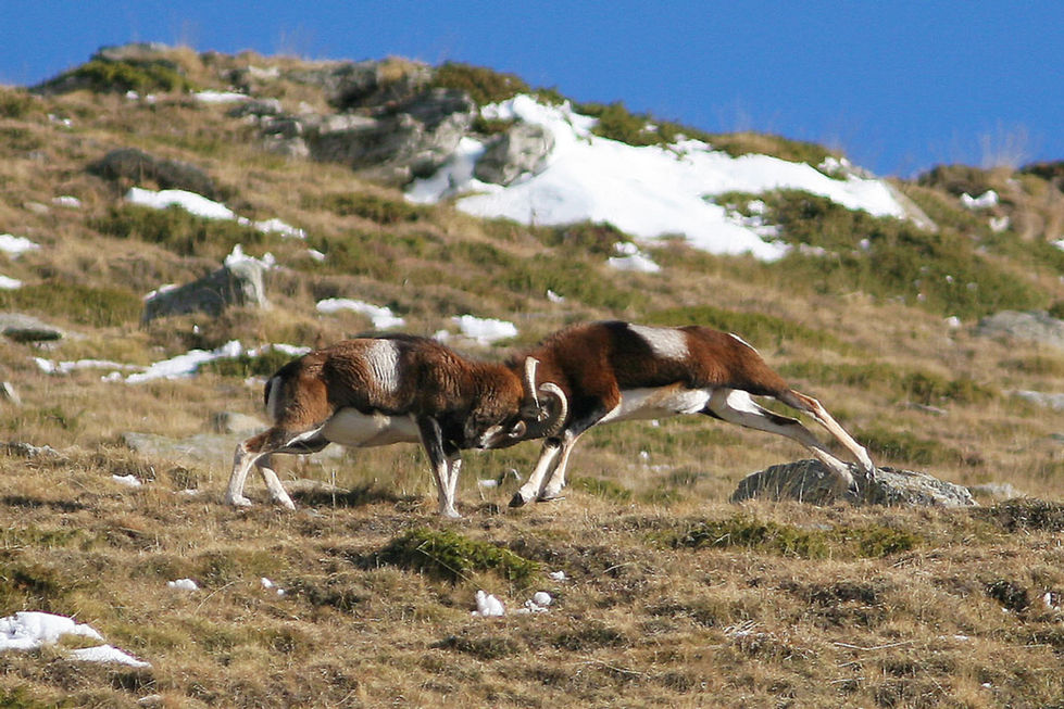 Mufló "Ovis gmelini musimon"